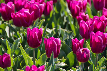 Purple tulip on flower bulb fields at Stad aan 't Haringvliet op island Flakkee