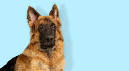 dog look ata camera portrait isolated on blue