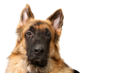 dog look ata camera portrait isolated on white