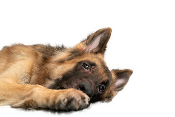 dog lying down isolated on white