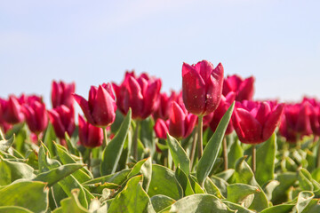 Purple tulip on flower bulb fields at Stad aan 't Haringvliet op island Flakkee