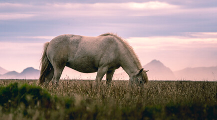 Naklejka na ściany i meble Icelandic Horses in the grassland of Iceland