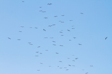 frigate bird in the blue sky of ipanema beach in Rio de Janeiro, Brazil.