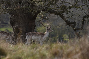 a group of deer in a park