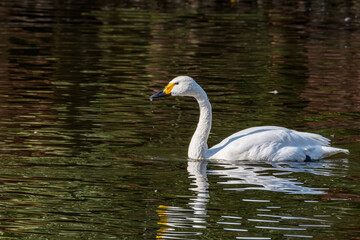 Bewick's Swan (Cygnus bewickii) in Barents Sea coastal area