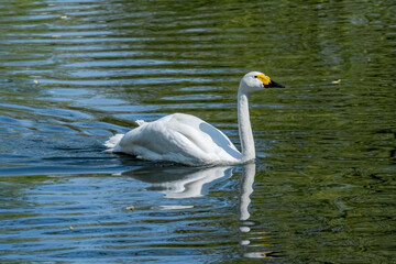 Bewick's Swan (Cygnus bewickii) in Barents Sea coastal area