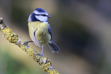 Blue Tit