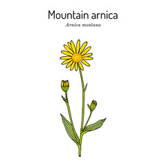 Mountain arnica, or wolfs bane Arnica montana , medicinal plant