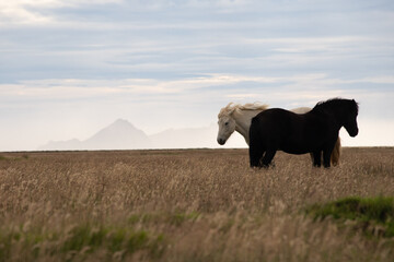 Fototapeta na wymiar Icelandic Horses in the grassland of Iceland