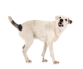 parson russell terrier