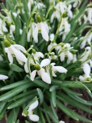 Bouquet of snowdrops . The first spring flowers. Beautiful snowdrops. snowdrop flowers in the garden