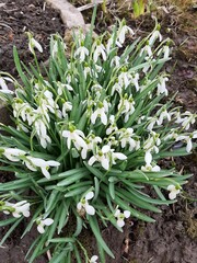 Obraz premium Snowdrops . The first spring flowers. spring snowdrops in the snow
