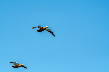 Ruddy Shelduck (Tadorna ferruginea)