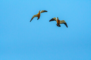 Ruddy Shelduck (Tadorna ferruginea)