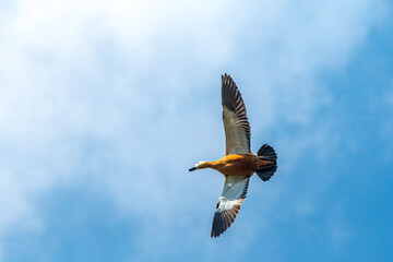 Ruddy Shelduck (Tadorna ferruginea)
