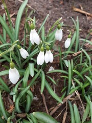 Snowdrops close - up . The first spring flowers. snowdrops in snow