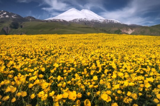 Field Of Yellow Flowers