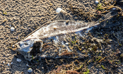 Close-up, dead fish in the sand on the beach.