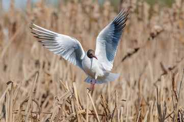 Black-headed Gull (Larus ridibundus) at colony
