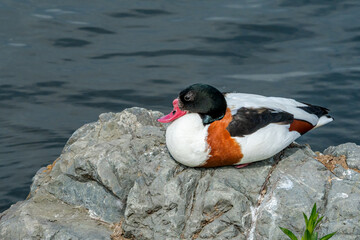 Common Shelduck (Tadorna tadorna) in park pond