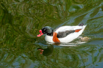 Common Shelduck (Tadorna tadorna) in park pond