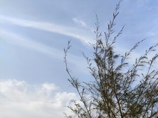 Evening Sun and the sky, tree