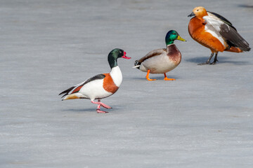 Common Shelduck (Tadorna tadorna), Ruddy Shelduck (Tadorna ferruginea) and Mallard (Anas platyrhynchos) in park pond