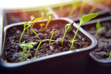 Close up of Pepper seedlings sprout on a black seedling tray. Young green vegetable sprouts in the sunlight on the windowsill.