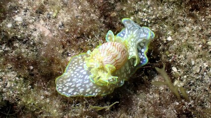 Macro shot of a sea snail (Micromelo undatus) crawling across algae. Underwater view of a Miniature Melo or Bubble Snail at the Canary Islands, Spain.
