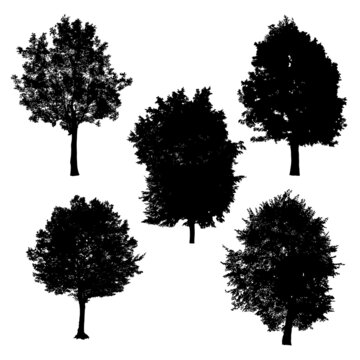 Set of trees silhouettes