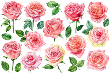 Set of pink roses, leaves and buds, floral elements on a white background, watercolor botanical painting