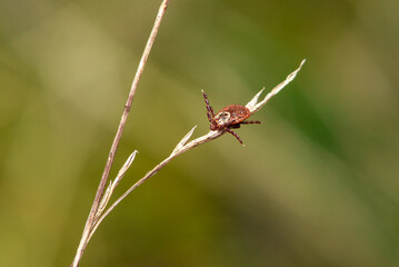 Mediterranean red tick (Dermacentor marginatus)