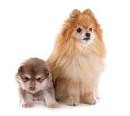 puppy Finnish Lapphund and spitz