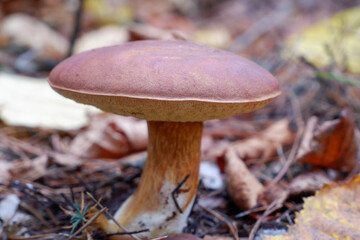 Mushrooms in the forest. Edible mushroom in a pine forest. Close-up photo. Whild Mushrooms outdoors in the forest in autumn