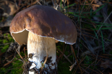 Porcini mushroom in evening light. Boletus mushroom in the forest with sun light Close-up photo.