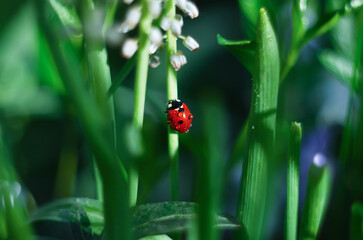 Unfocused natural background of green grass and a crawling ladybug. Selective focus