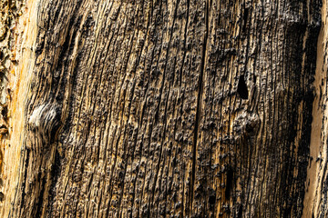 Tree texture