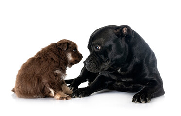 puppy Finnish Lapphund and staffy