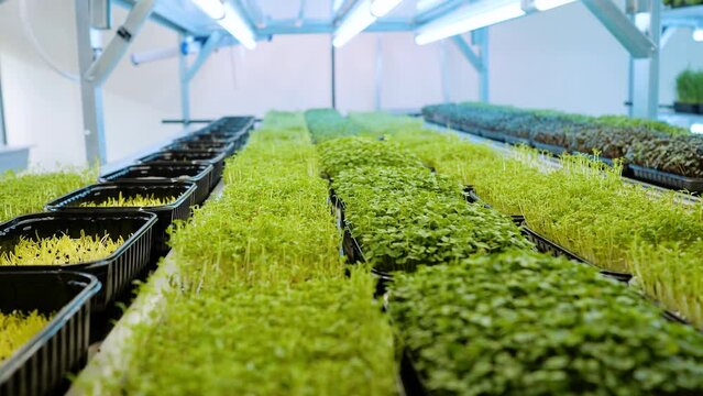 A large number of seeds sprouted under lights in a vertical microgreen farm
