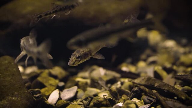 Gudgeon (Gobio gobio) close-up in a creek with Eurasian minnow (Phoxinus phoxinus) around, dark underwater environment