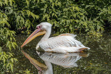 Great White Pelican (Pelecanus onocrotalus) on lake
