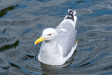 Herring Gull (Larus argentatus) in park pond