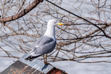 Herring Gull (Larus argentatus) in park pond