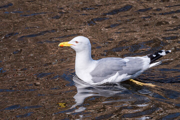 Herring Gull (Larus argentatus) in park pond