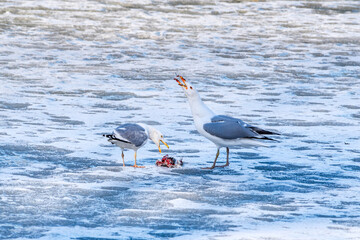 Herring Gulls (Larus argentatus) in park pond