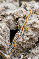 Processionary caterpillars