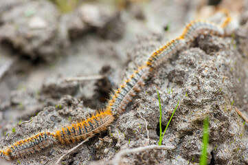 Processionary caterpillars
