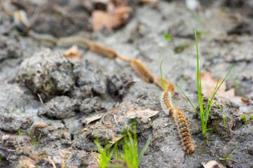 Processionary caterpillars