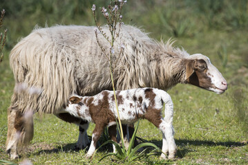 Obraz premium Pecore e agnelli