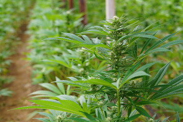 Cañamo industrial en un invernadero en Almería, España